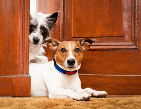 Pets em condomínios: O que é preciso saber?