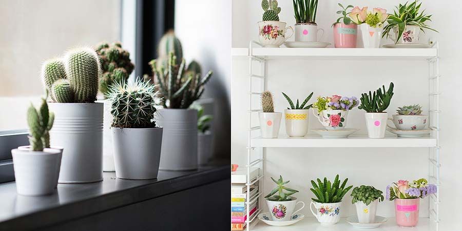 Como decorar sua casa com plantas