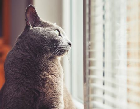 Gatos no apartamento? E agora?